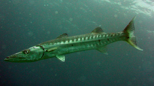 great barracuda underwater