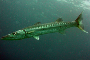 side view of great barracuda