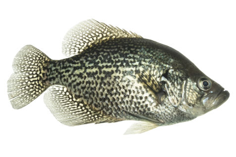 Photograph of a Black Crappie underwater