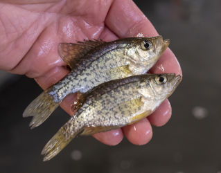 two young black crappie in hand