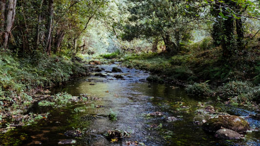photograph of a small wooded creek