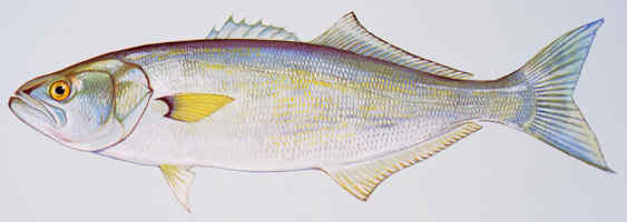 profile of a bluefish