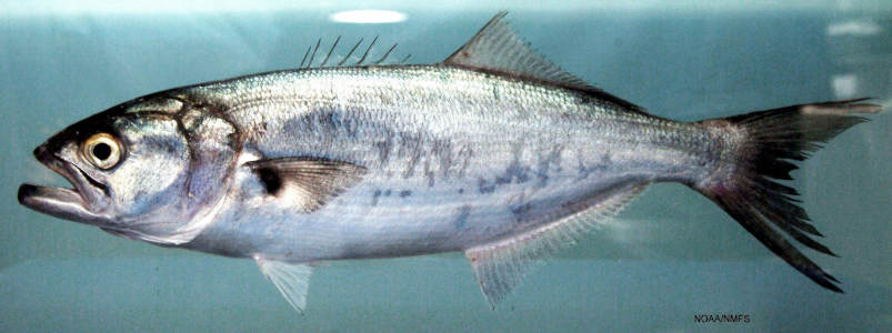 profile view photograph of a bluefish