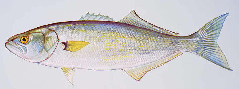 profile illustration of a bluefish