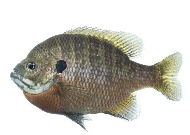 Bluegill (Lepomis macrochirus) How To Fish