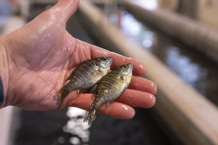 photograph of two young bluegill in palm of hand