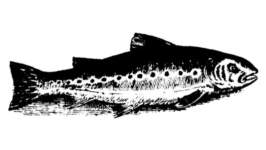 compleat angler trout