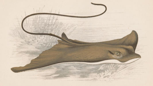 illustration of a countershaded ray