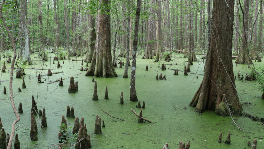 green water cypress swamp with trees and knees