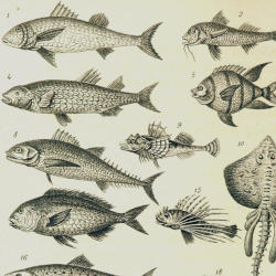 historical drawings of various fish