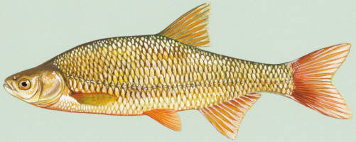 profile of a golden shiner