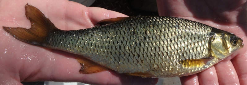 photograph of a golden shiner in hand