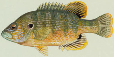 profile of a green sunfish