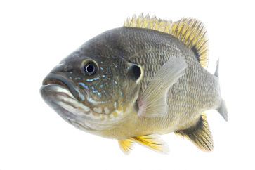 Photograph of a Green Sunfish underwater
