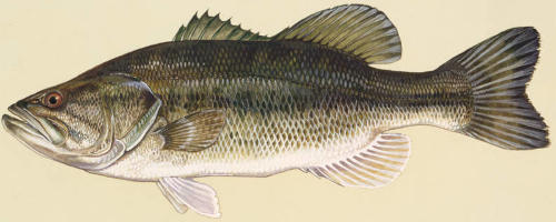profile of a largemouth bass