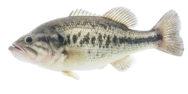 Photograph of a Largemouth Bass underwater