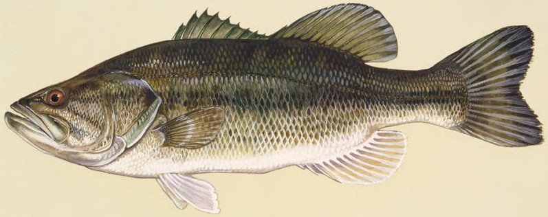 profile illustration of largemouth bass