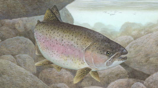 painting of rainbow trout swimming underwater