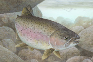 rainbow trout under the water