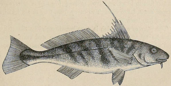 illustration of a northern kingfish