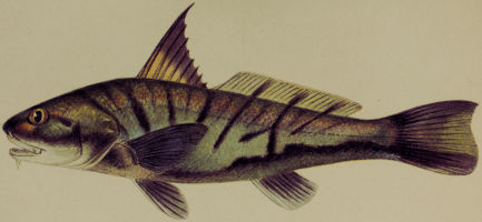 profile of a northern kingfish