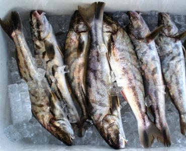 northern kingfish on ice in cooler