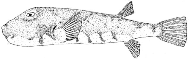 illustration of a northern puffer