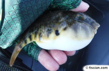 photograph of a northern puffer