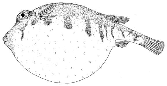 illustration of a northern puffer puffed up