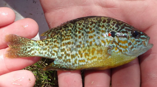 photograph of pumpkinseed in hand