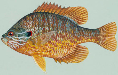 profile view illustration of pumpkinseed