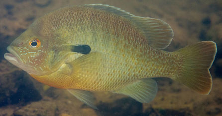underwater photo of a redbreast sunfish
