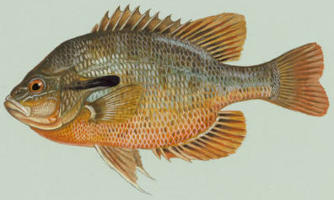 profile of a redbreast sunfish