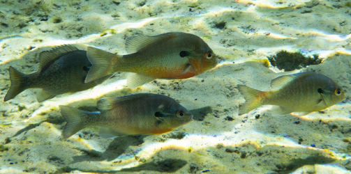 underwater photo school of redbreast sunfish