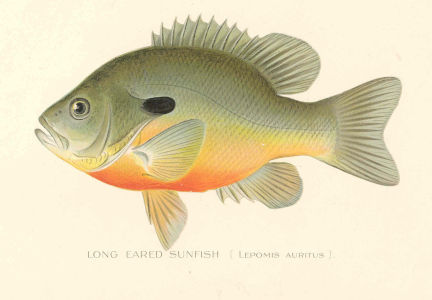profile illustration of redbreast sunfish