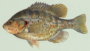 profile of a redear sunfish