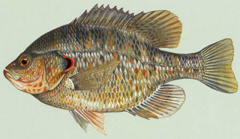 profile illustration of a redear sunfish