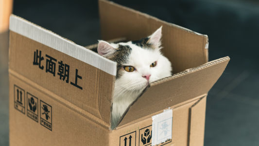 cat inside shipping box