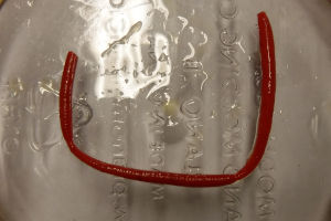 single gulp angle worm out of jar