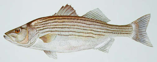 profile illustration of a striped bass