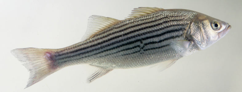 profile view photograph of a striped bass 