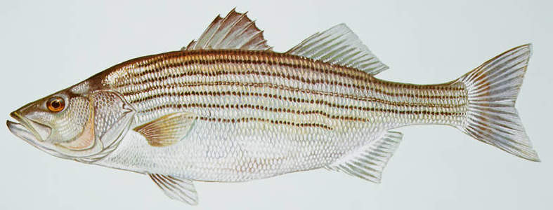 profile illustration of striped bass
