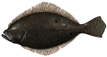top illustration of a summer flounder