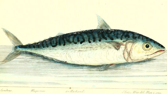 illustration of a countershaded mackerel
