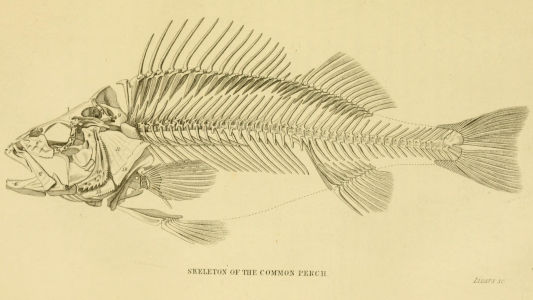 illustration of a perch skeleton