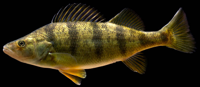 Photograph of a yellow perch underwater