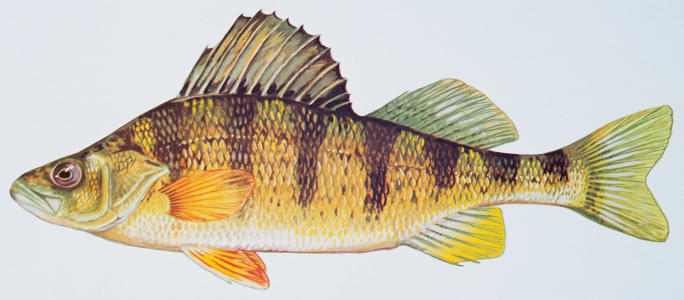profile illustration of a yellow perch